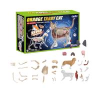 Realistic Cat Anatomy : Educational Veterinary Science Teaching Aid