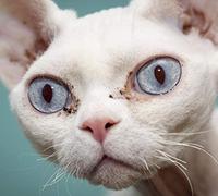 Realität,die - Bubblegum Noir