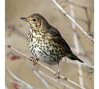 ReallyWildCards Carte de vœux sonore avec motif oiseau de grive - Une belle photo combinée avec l'élégante chanson de la grive pour faire une carte de vœux unique et amusante et une idée cadeau