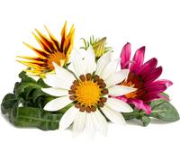 Recharge de gazon Click and Grow, paquet de 3