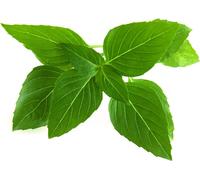 Recharge de graines de basilic thaïlandais Click and Grow (lot de 3)