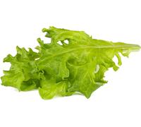 Recharge de laitue feuille de chêne Click and Grow, paquet de 3