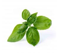 Recharge jardin d'intérieur VERITABLE Basilic Grand Vert BIO