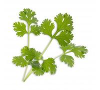 Recharge jardin d'intérieur VERITABLE Coriandre BIO