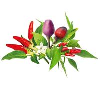 Recharge Mix de Poivrons - 9 Capsules (3x3) pour Jardin Intelligent