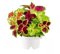 Recharge Plante - Click and Grow - Coleus - Plante - Click and Grow - Coleus