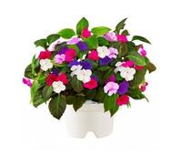 Recharge Plante Click and Grow Plante Impatience