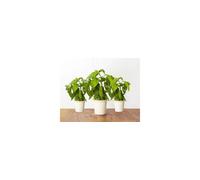 Click and Grow Recharge Triple de Basilic pour Smart Garden