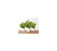 Recharge triple de Basilic pour Smart Garden - Click and Grow