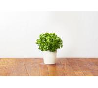 Recharge triple de Persil pour Smart Garden - Click and Grow