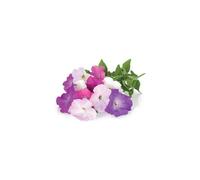 Recharge triple de Pétunias pour Smart Garden - Click and Grow