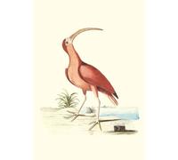 Recueil de divers oiseaux étrangers et peu connus