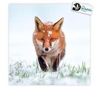 Red Fox Lot de 8 cartes de Noël caritatives The Wildlife Trusts