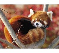 Red Panda on The Tree,1500-piece Puzzle,Adult Jigsaw Puzzle DIY Set Paper Jigsaw Puzzle Modern Home Decor Unique Gift,57x87cm