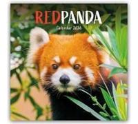 Red Panda - Rote Pandas - Rote Pandabären 2026 - Wand-Kalender