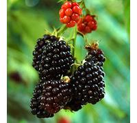 Red rossi: 100Pcs nero Mulberry Semi Morus Nigra Tree Garden Bush semi giardino domestico di DIY B