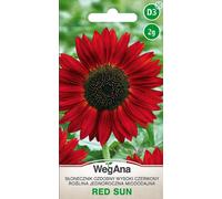 Red Sun Tournesol Graines Grand Rouge 2g,Annuelle Plantes Fleurs D'été,Plantes De Jardin Plantes De Balcon,Fleurs Semences,Graines De Fleurs,Aimant À Abeilles