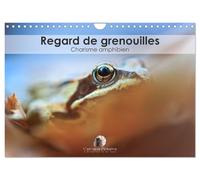 Regard de Grenouilles - Charisme amphibien (Calendrier mural 2025 DIN A4 horizontal), CALVENDO calendrier mensuel