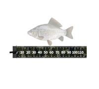 Règle de poisson - panneau de mesure pliable des poissons | Mat de mesure de pêhe | Accessoires de pêchhe adaptés pêcheurs à pêhe à la pêche à la pêche