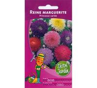 Reine marguerite Princesse variée