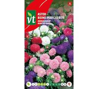 Reine-marguerite Reine des naines Graines - Populaire pour parterres et bordures