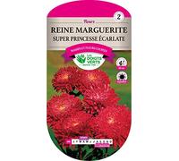 Reine Marguerite Super Princesse écarlate