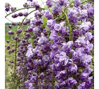 Reine-marguerite - Wisteria floribunda 'Violacea Plena' - conteneur 50-60 cm