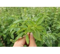 ReinSaat Basilic Citron Thaï - 1 sachet