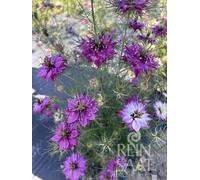 ReinSaat Nigelle - Mulberry Rose - 1 sachet