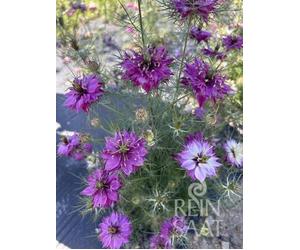 ReinSaat Nigelle - Mulberry Rose - 1 sachet