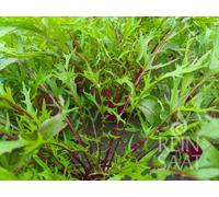 ReinSaat Salade Asiatique "Purple Mizuna" - 1 sachet