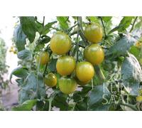 ReinSaat Tomate "Green Grape" - 1 sachet