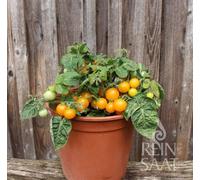 ReinSaat Tomate « Venus » - 25 Graines