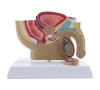 Reinscer 1:2 bassin masculin coupe sagittale testicules prostate vessie rectal système urinaire modèle