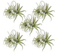 Reinscer 20 pièces fleurs artificielles ananas herbe plantes aériennes fleurs artificielles tillandsia broméliacées jardin maison