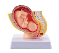 Reinscer Grossesse humaine Développement fœtal 9. Modèle pelvien embryonnaire, fœtus, grossesse, anatomie du modèle placentaire