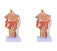 Reinscer Lot de 2 modèles anatomiques pour le nez, les cavités et le cou, modèle anatomique du pharynx humain pour étudiants, études, affichage d'enseignement
