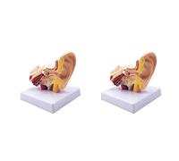 Reinscer Lot de 2 modèles d'anatomie de l'oreille humaine 1,5 x - Modèle professionnel de simulation de structure interne de l'oreille pour l'éducation