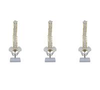 Reinscer Lot de 3 émerillons humains de 45 cm avec cymbales - Modèle anatomique humain - Modèle de colonne - Modèle + support flexible