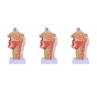 Reinscer Lot de 3 modèles anatomiques de pharynx anatomique humain pour étudiants, études