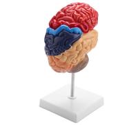 Reinscer Modèle anatomique de cerveau Anatomie 1:1 Demi-cerveau Souche cérébrale Médicale Accessoire de laboratoire