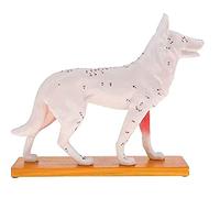 Reinscer Modèle anatomique de chien d'acupuncture Anatomie Modèle de point d'acupuncture du corps du chien avec 72 points d'acupuncture Modèle d'étude