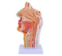 Reinscer Modèle anatomique du pharynx humain pour étudiants, études