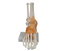 Reinscer Modèle de cheville avec ligaments, modèle anatomique humain, , matériel pédagogique , comme sur la photo, 1 pièce