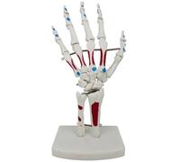 Reinscer Modèle de main squelette, modèle de poignet avec poignet, ulna, os rabattables