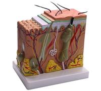 Reinscer Modèle de peau, 50 fois agrandir la structure de la peau et des cheveux, modèle anatomique pour les études scientifiques en classe Modèle enseignant