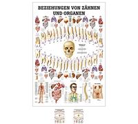 Relations avec des dents et institutions mini poster anatomie 34 x 24 cm-med. d'équipements instruction ohne Laminierung
