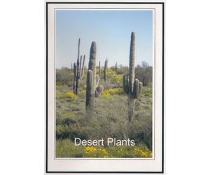 Relaxation Music: Desert Plants