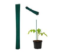Relaxdays 100 Tuteurs en Bambou, 60 cm, Ø 6 mm, Tuteurs pour légumes, Support pour Fleurs, 100 Fils de Fer, Vert, en lot