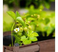 Relaxdays Carré Potager Métal Parterre Surélevé Jardinière Potager Légumes Balcon Bâche Multicolore